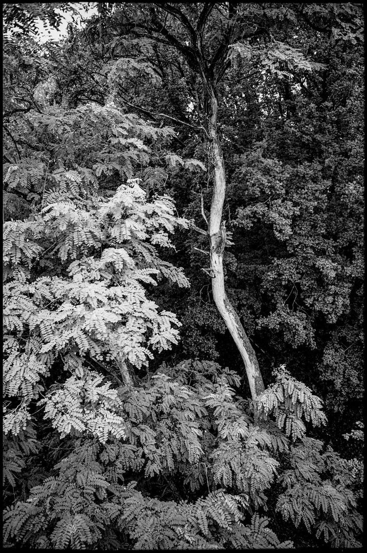Edition 2/10 - Canopy, Saint-Loup-du-Gast - Silver Gelatin