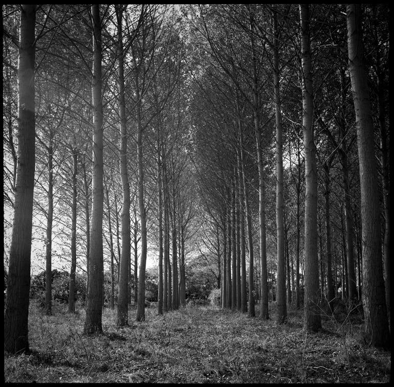 Edition 2/10 - Wickham Skeith III, Suffolk - Silver Gelatin