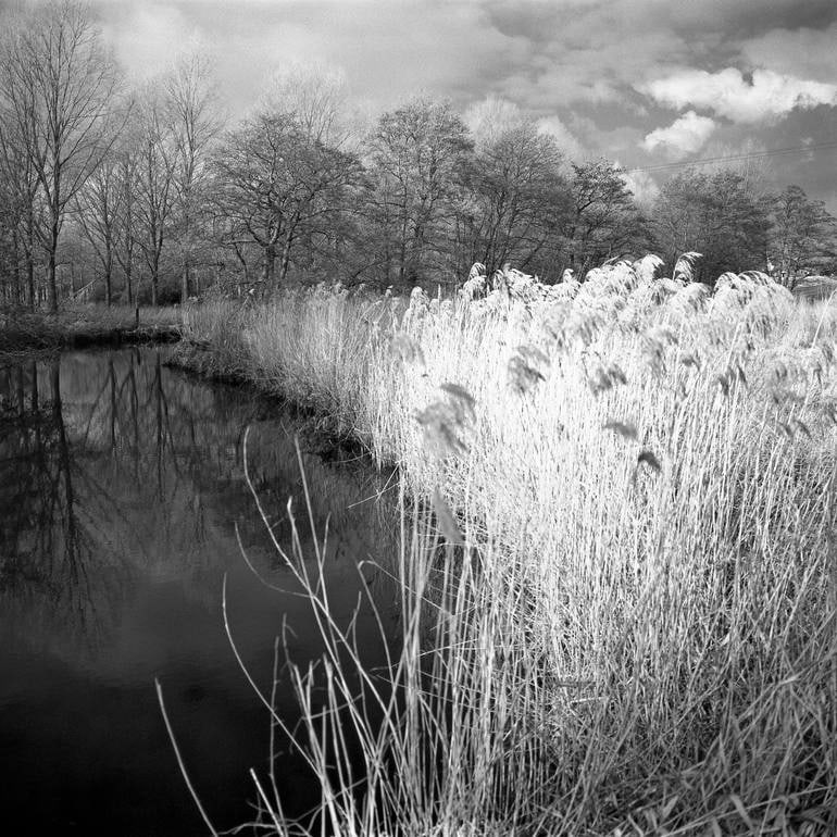 Edition 2/10 - Wild Grasses, Alder Carr, Suffolk - Silver Gelatin