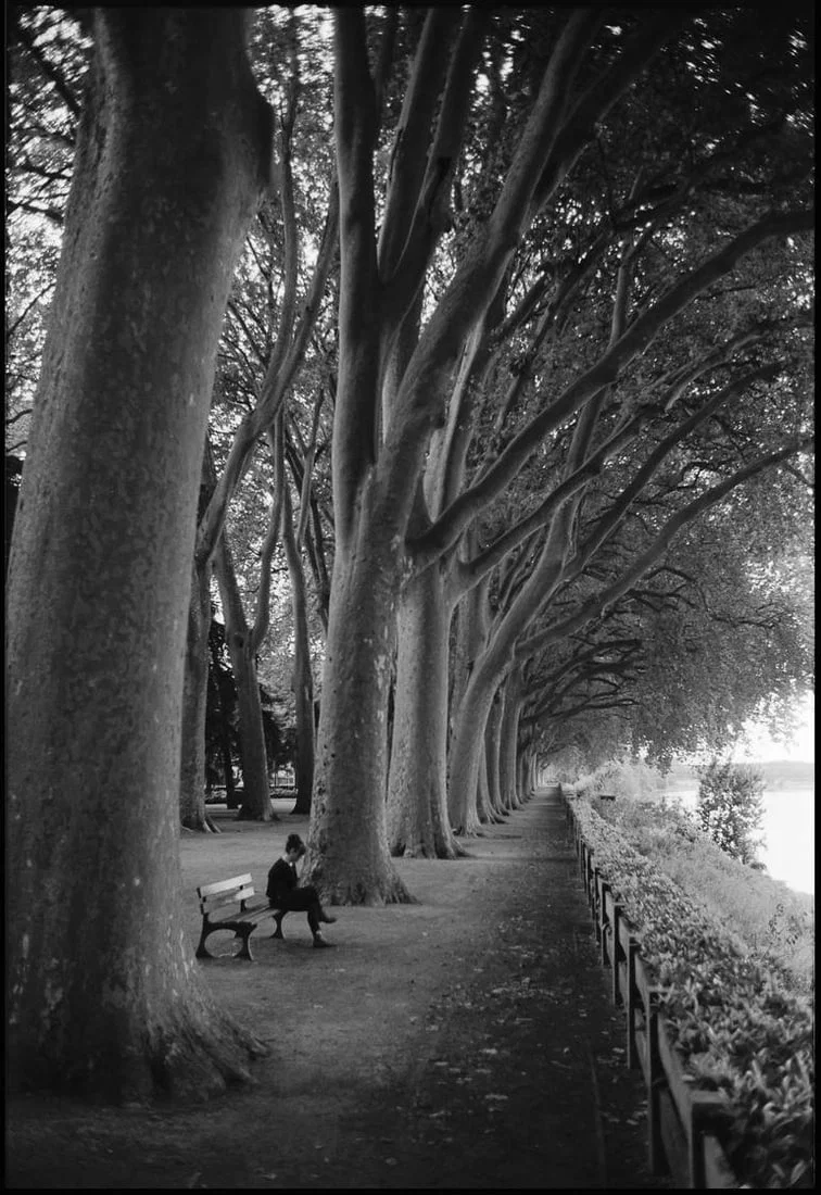 Edition 6/10 - Treeline, Chinon, France - Silver Gelatin