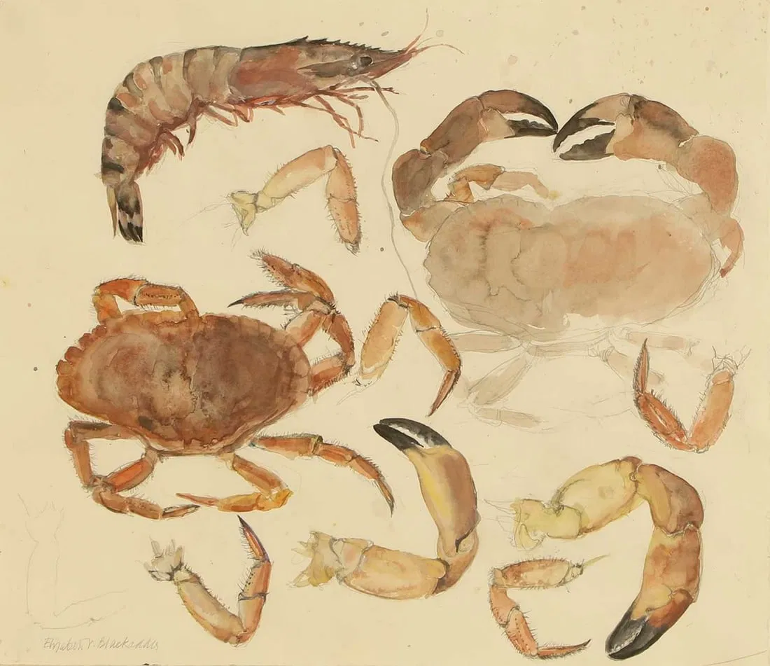 ▲ Elizabeth Blackadder (British, 1931-2021) Shellfish