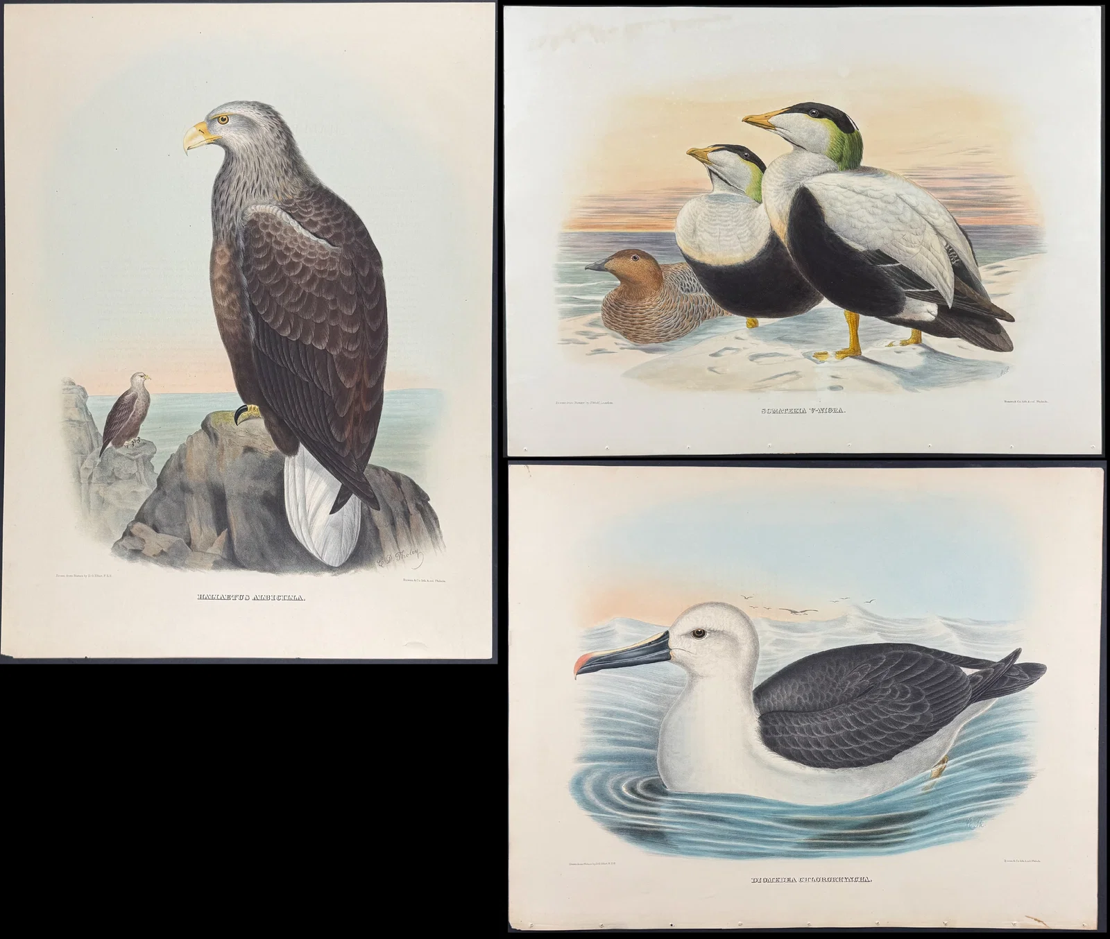 Elliot - 5 Folio Bird Lithographs