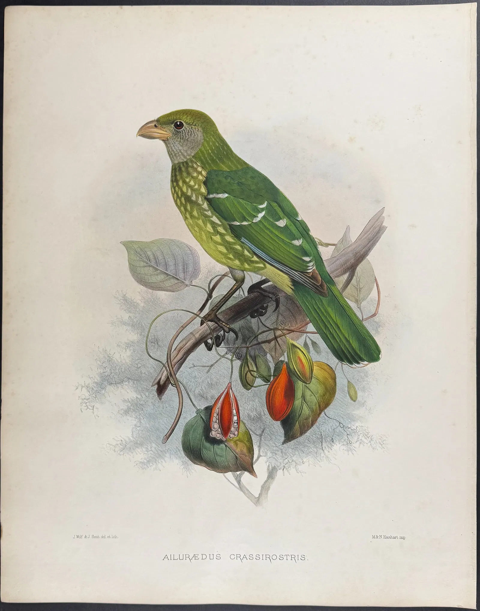 Elliot - Large-bill Cat Bird