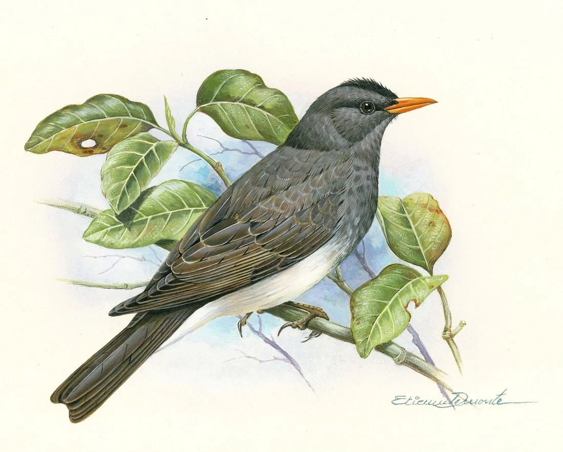 Etienne Demonte (Brazil,1931-2004) gouache painting