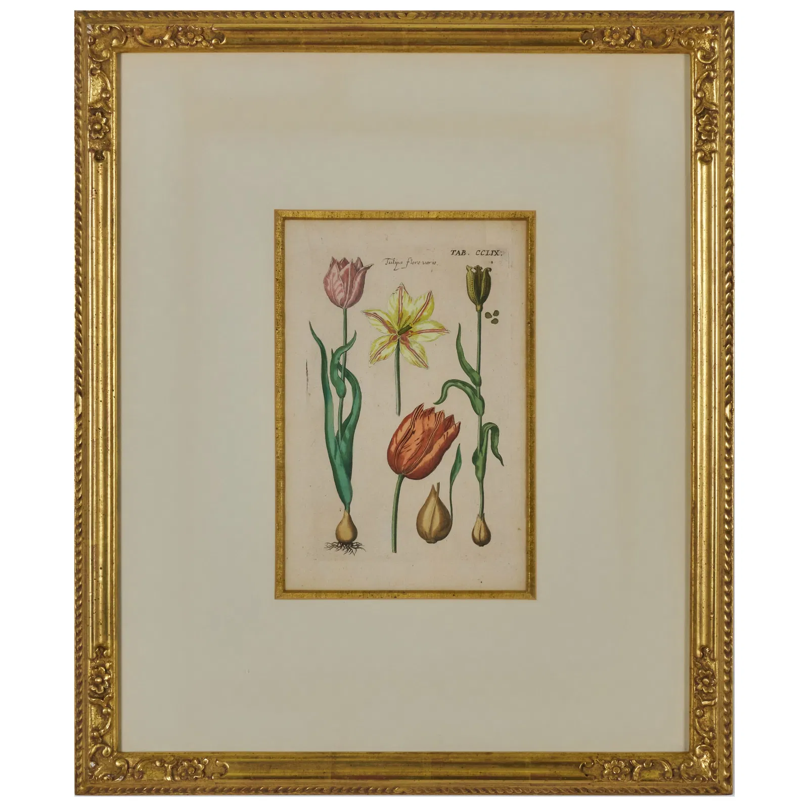 European School: Tulipe Flora Varia; and Narcissus