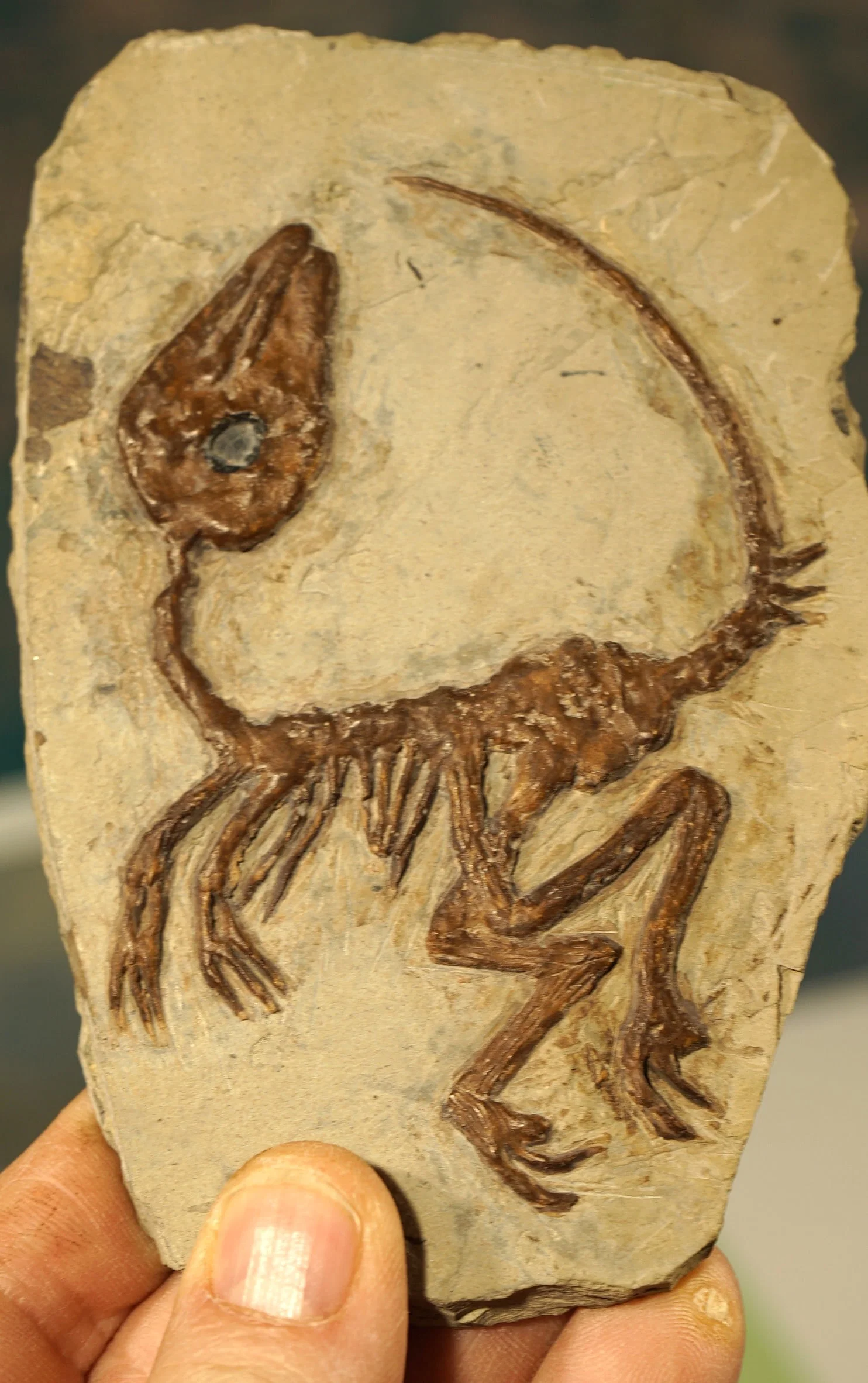 Extremely Rare Authentic Baby Raptor Dinosaur Fossil in Matrix