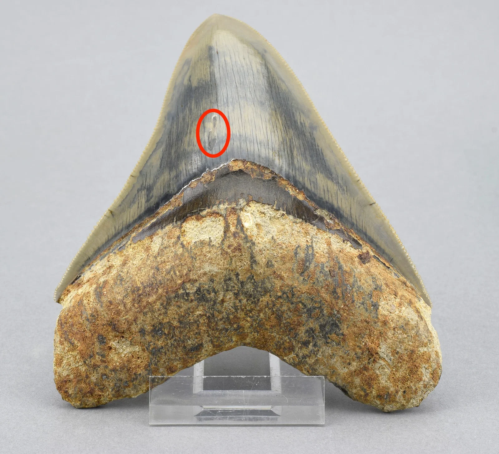 Fine 11.5 cm Indonesian Carcharodon megalodon tooth