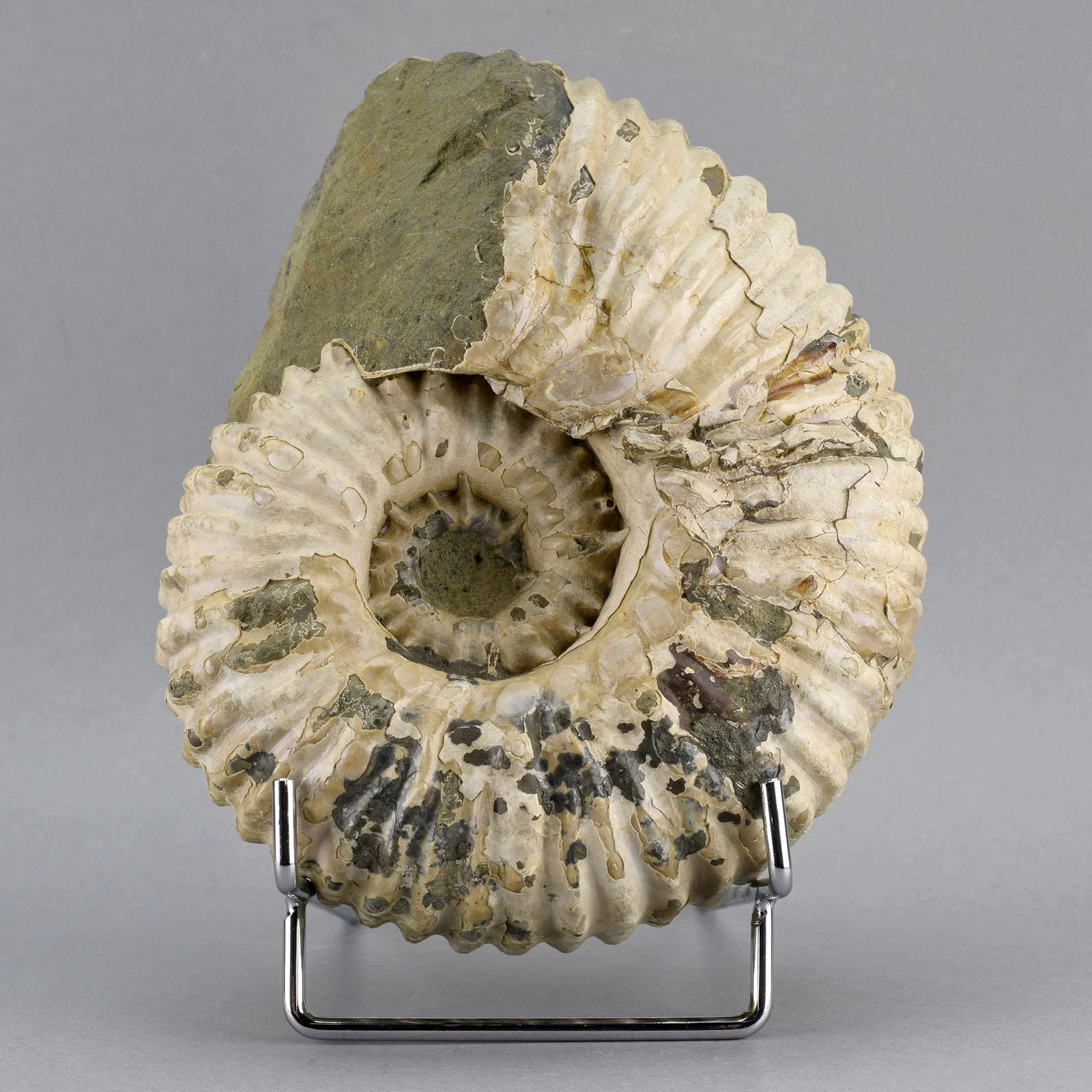 Fine 16.5 cm ammonite Douvilleiceras mammillatum