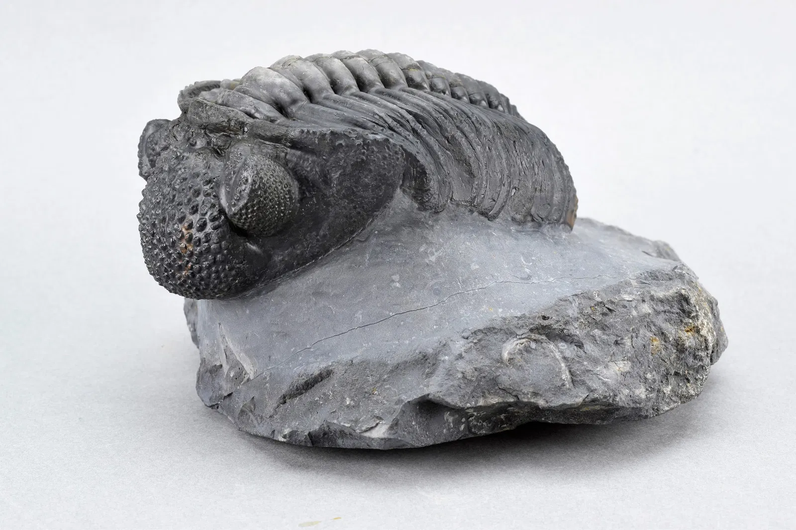 Finest trilobite Drotops megalomanicus