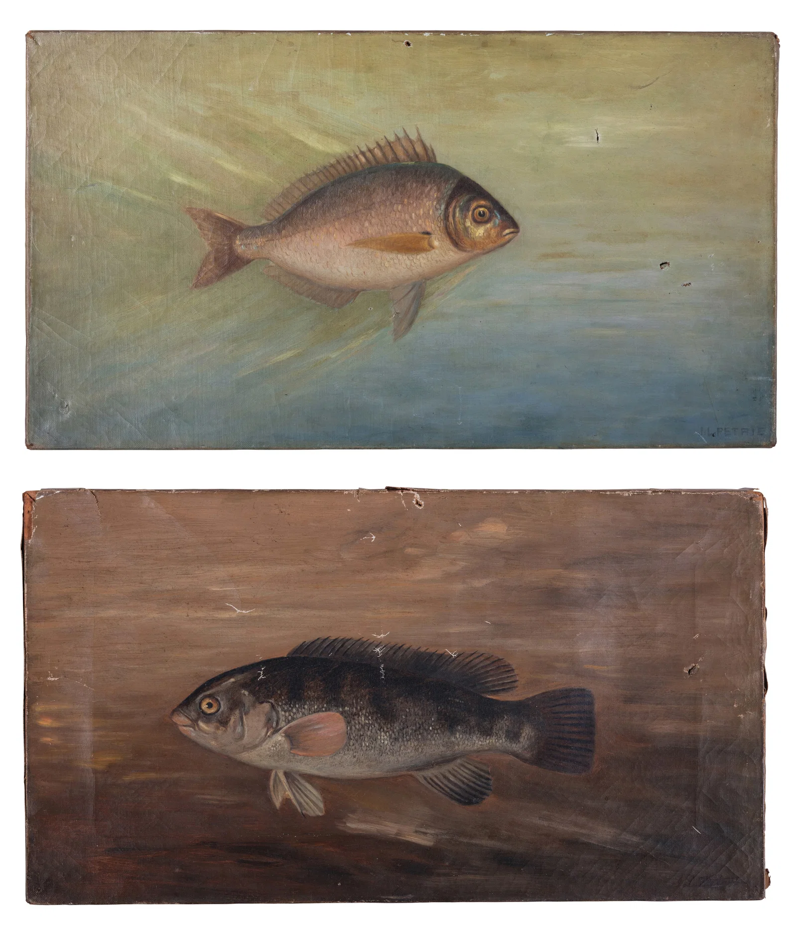 [Fish of North America] Two Original Oil Paintings Signed by J.L. Petrie, William Harris [Fine Art -