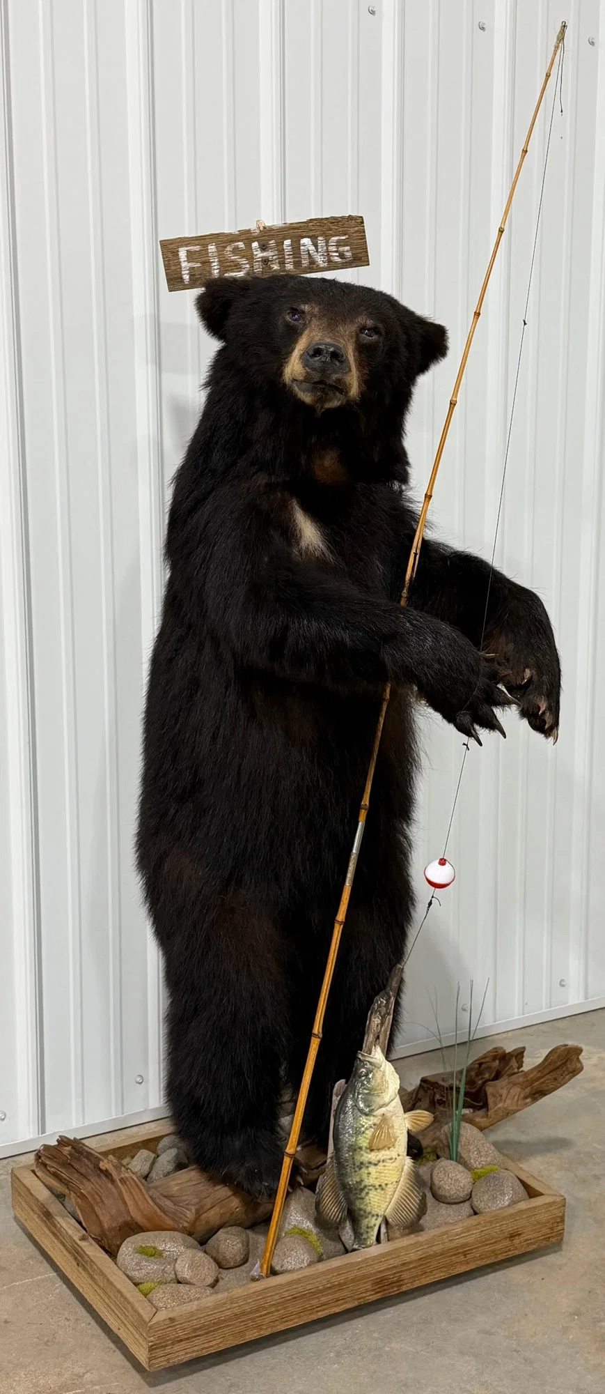 Fishing Black Bear Full Body Taxidermy Mount on Habitat Base w/ Crappie