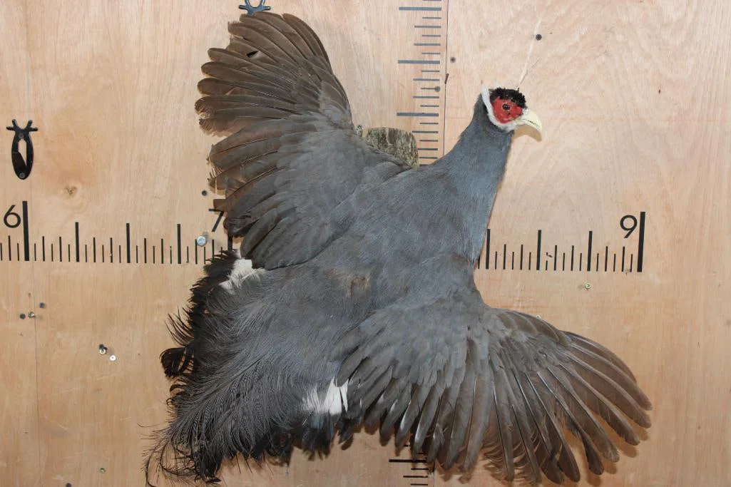 Flying BLUE EARED PHEASANT on a Log Base