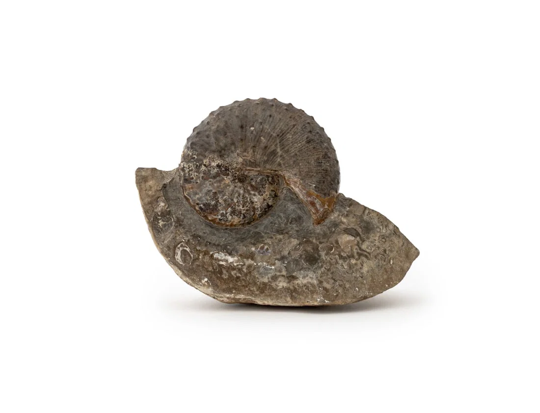 Fossilized Ammonite Specimen