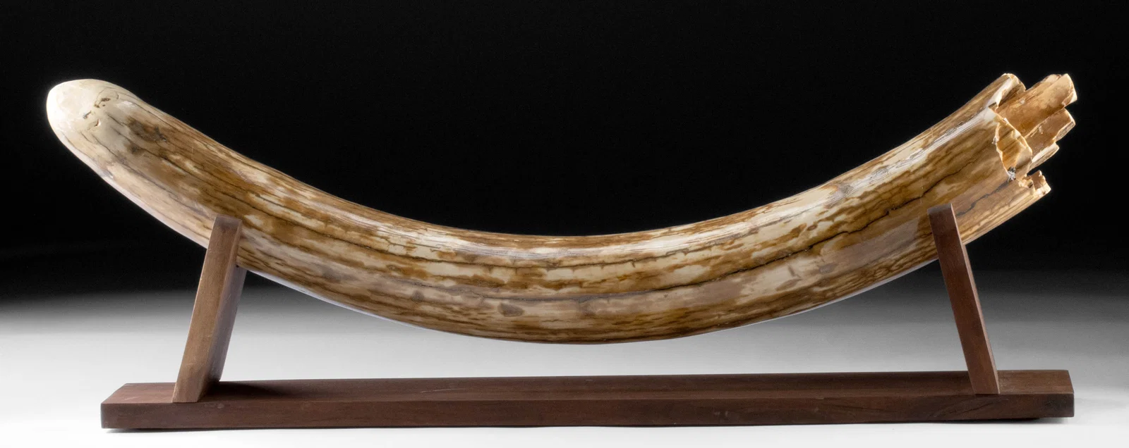 Fossilized Mammoth Tusk on Wood Base