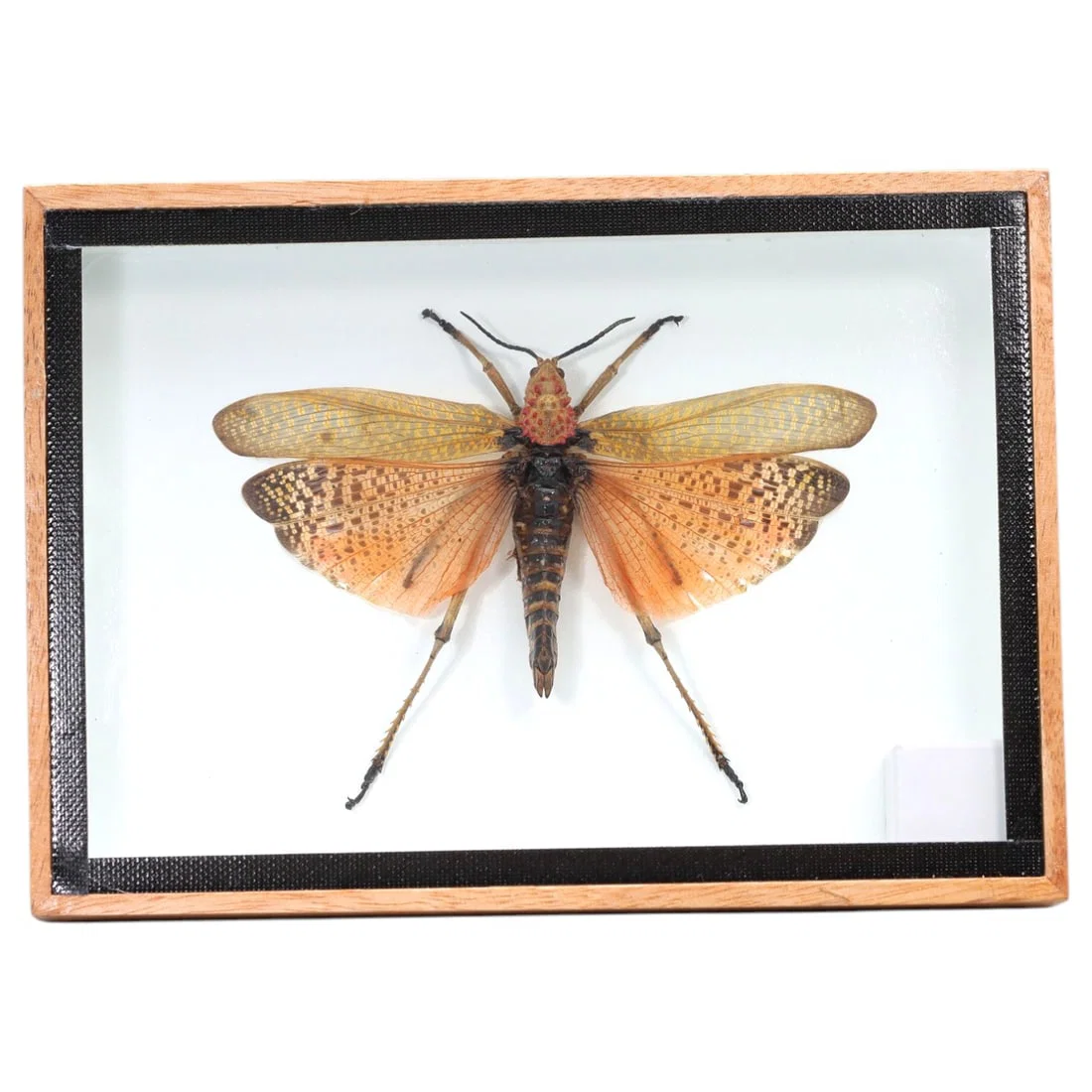 Framed Phymateus Saxosus - Rainbow Milkweed Locust Specimen Display, 13ZN