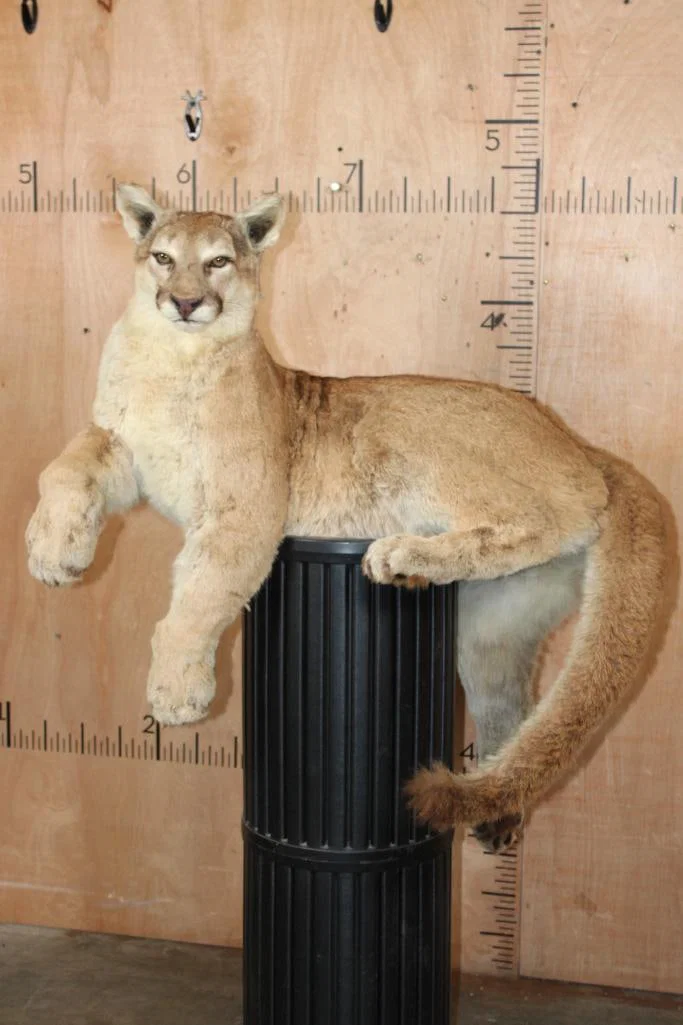 Freestanding Life-sized MOUNTAIN LION