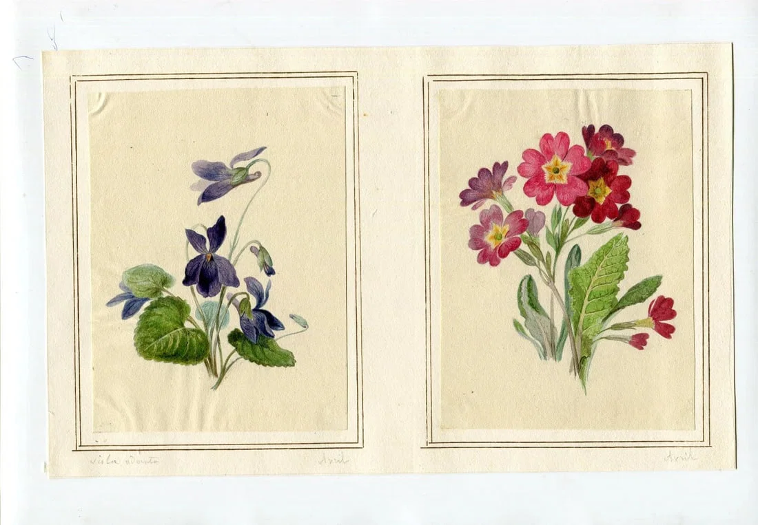 French Pencil Drawing Bouquet of Aviola Adonita Flowers Antique