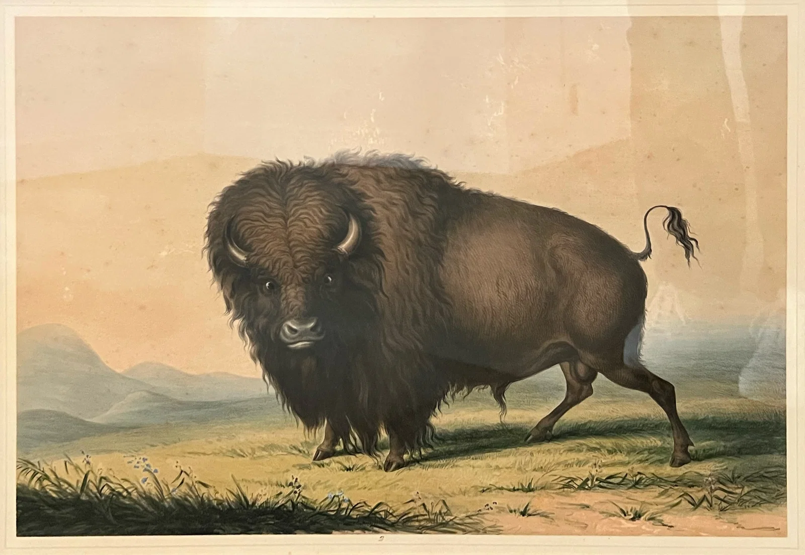 George Catlin "Buffalo Bull Grazing"