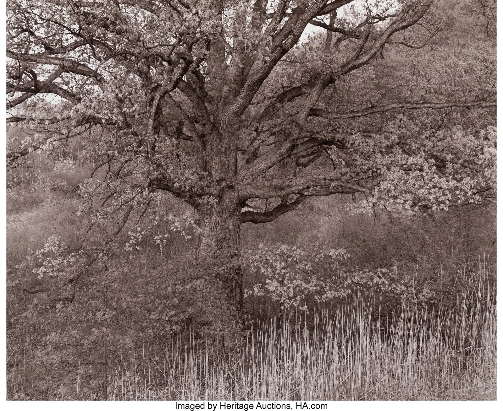 George Tice (American, 1938-2025) Oak Tree, Holm