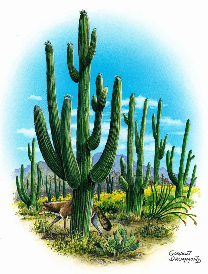 Gordon Drummond (UK,1921-?) gouache painting