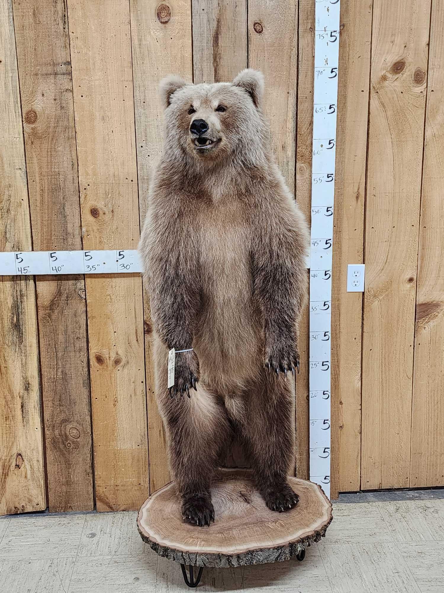Gorgeous Alaskan Grizzly Bear Full Body Taxidermy Mount