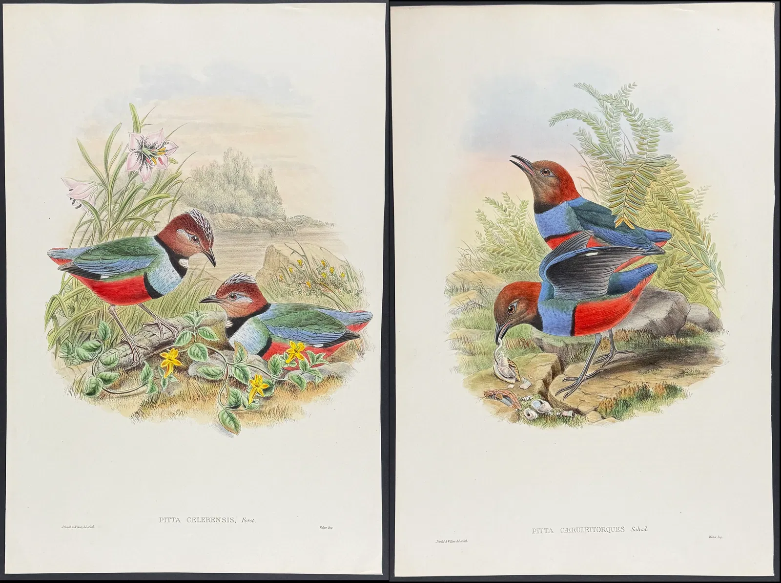 Gould, Asia - 5 Pitta Lithographs
