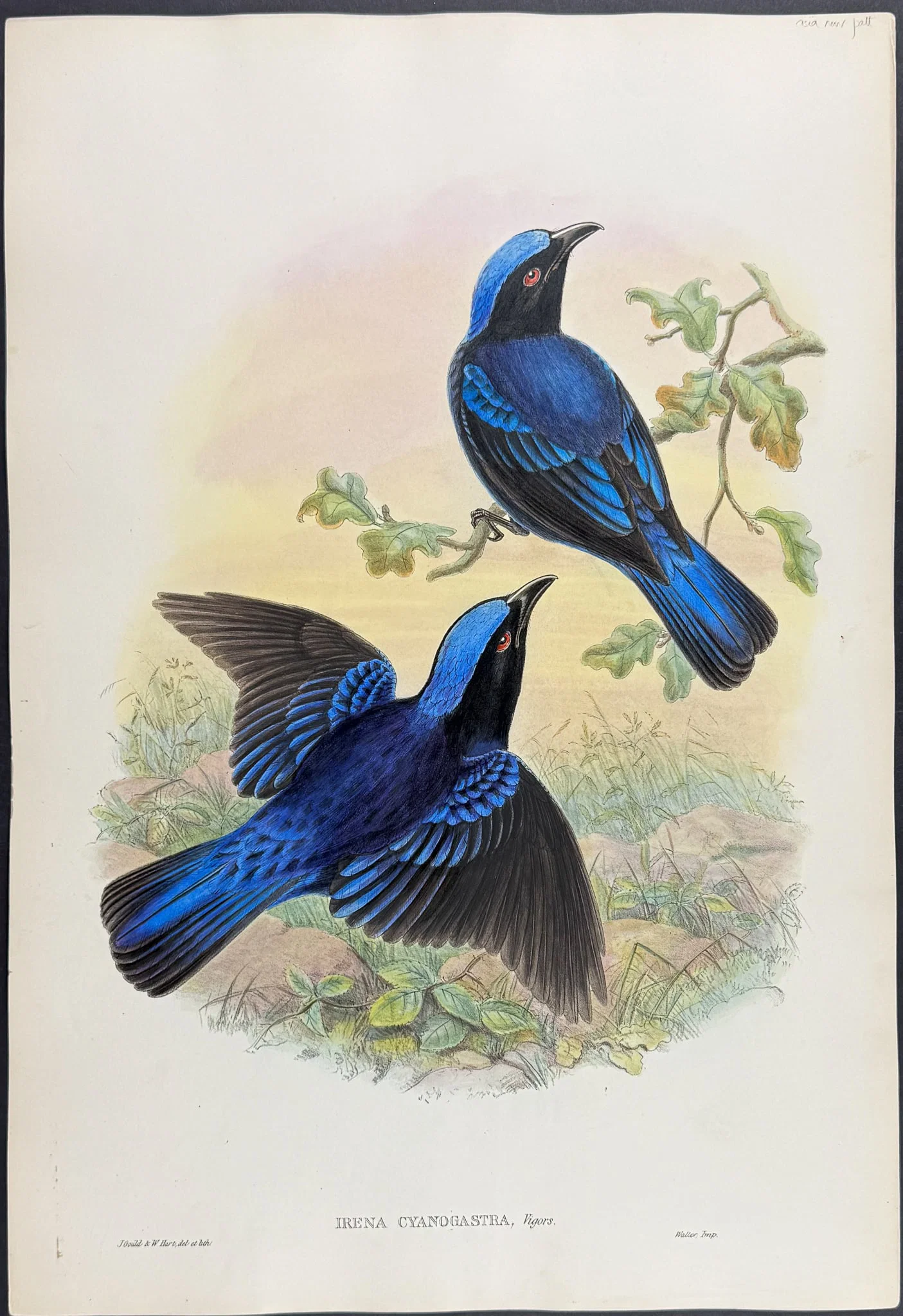 Gould, Asia - Philippine Fairy-Bluebird [Irena Cyanogastra]