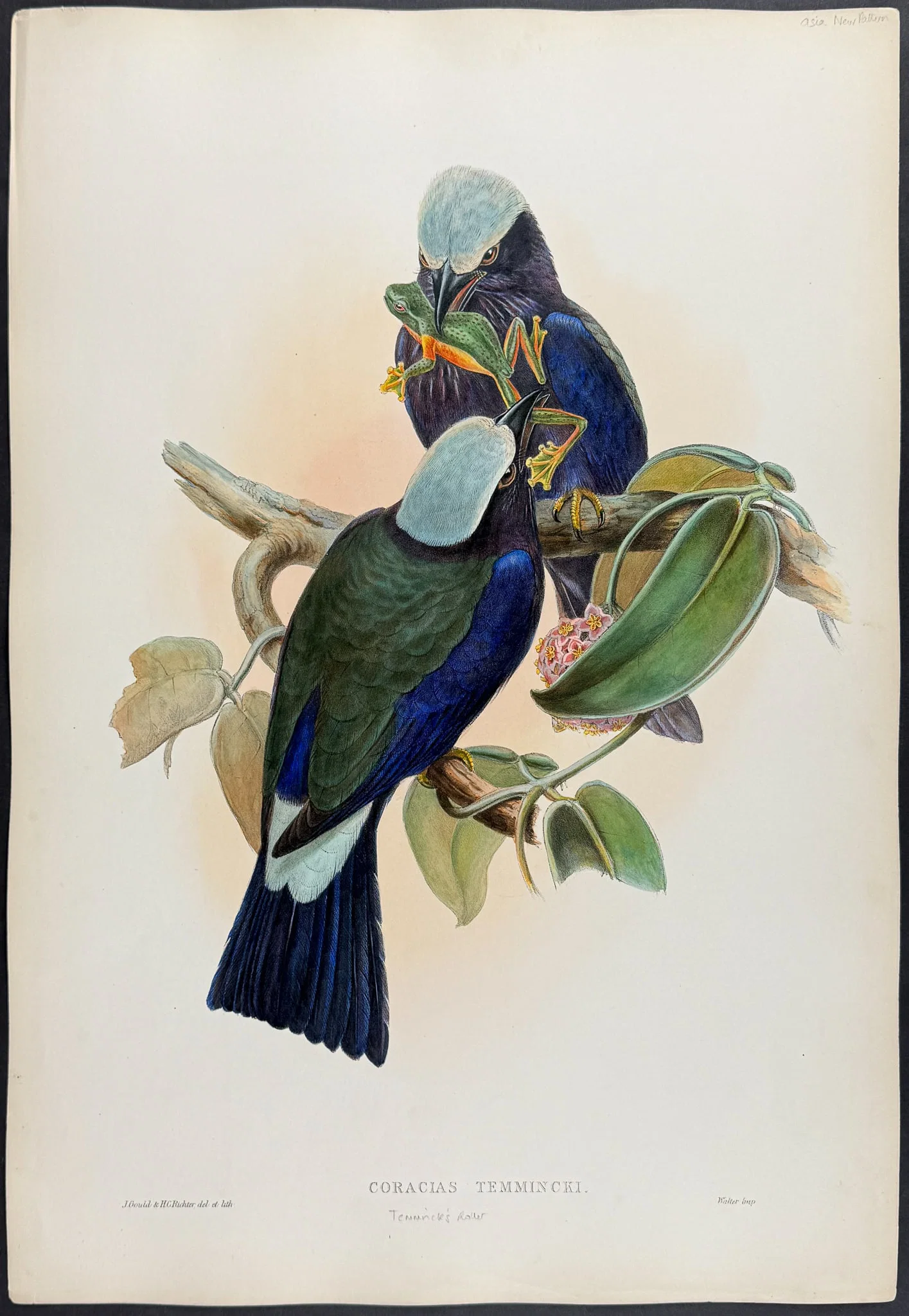 Gould, Asia - Temminck's Roller [Coracias Temmincki]