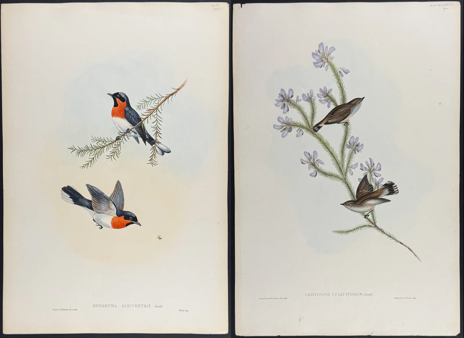 Gould, Australia - 4 Bird Lithographs (Flycatcher, Honey-Eater, Gerygone)