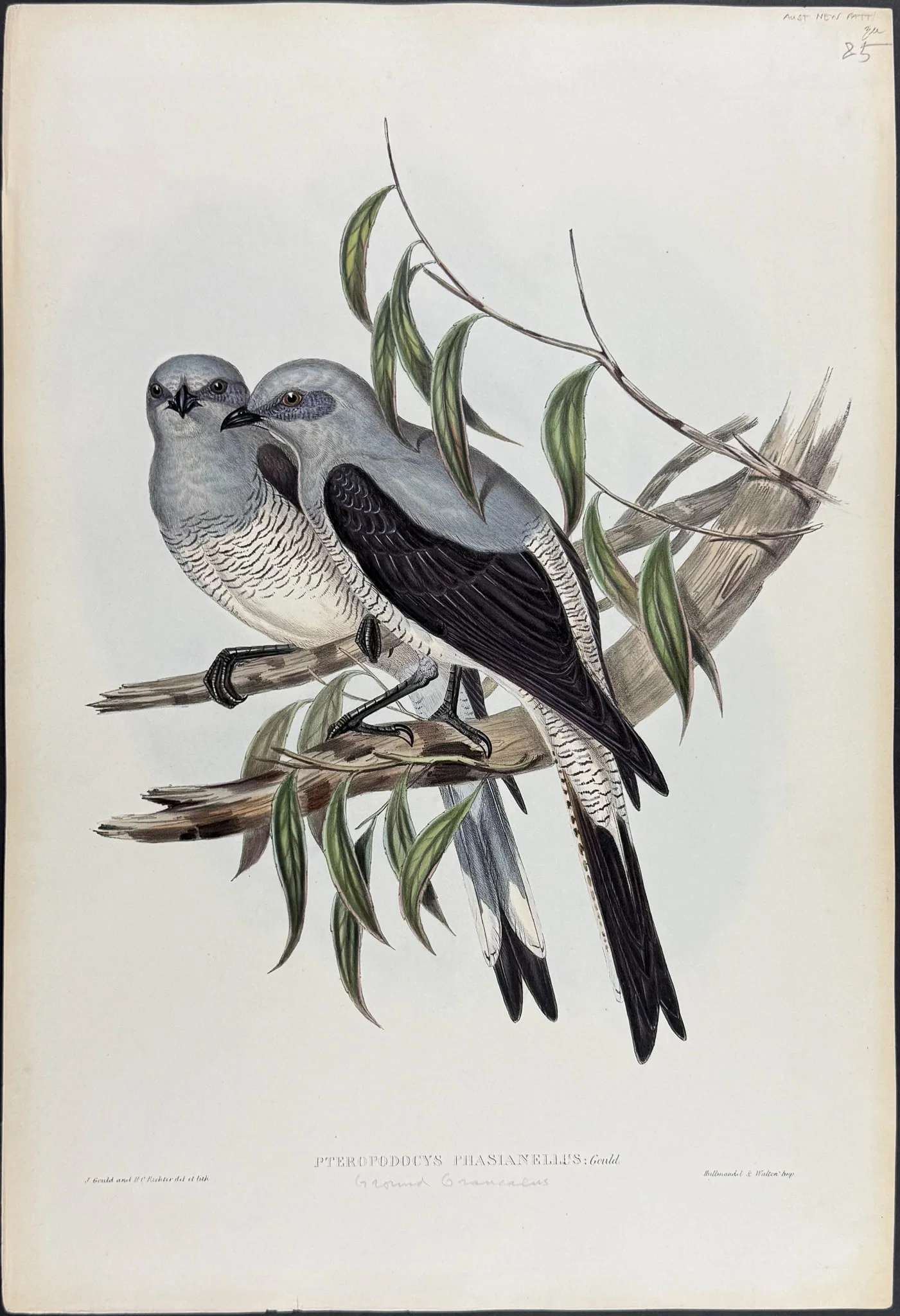 Gould, Australia - Ground Graucalus [Pteropodocys Phasianellus]