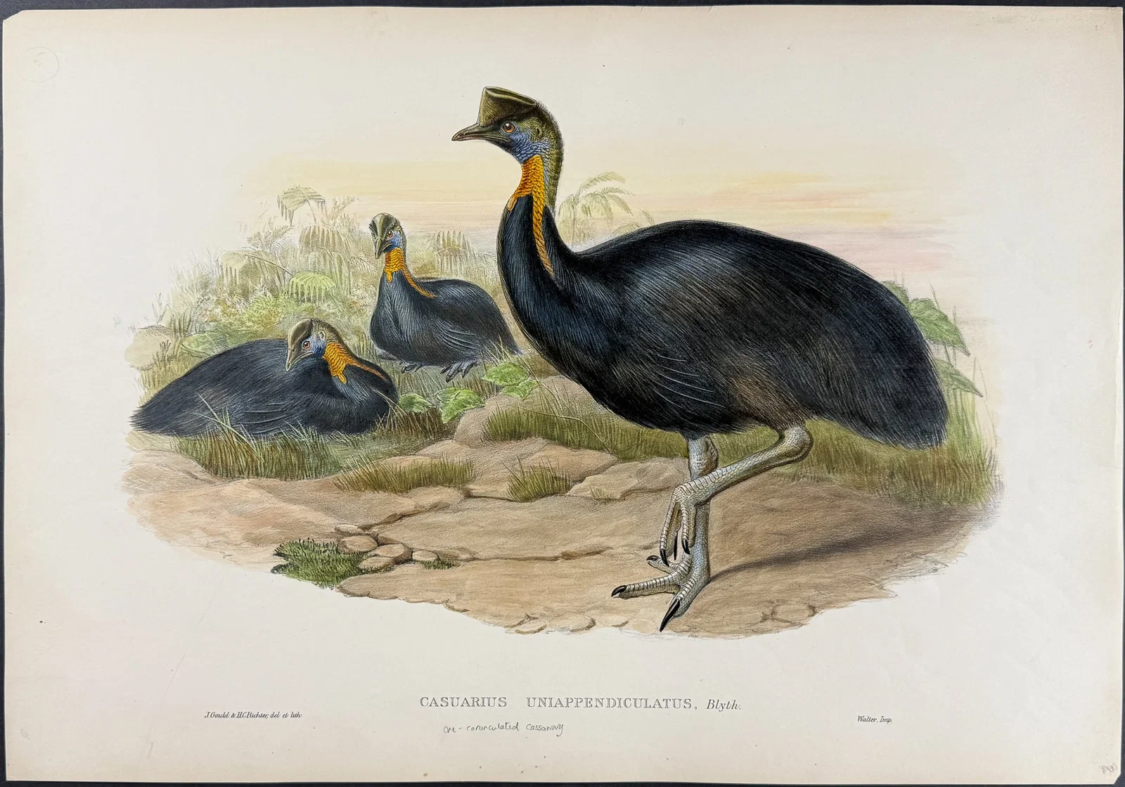 Gould, Australia - Northern Cassowary [Casuarius Uniappendiculatus]