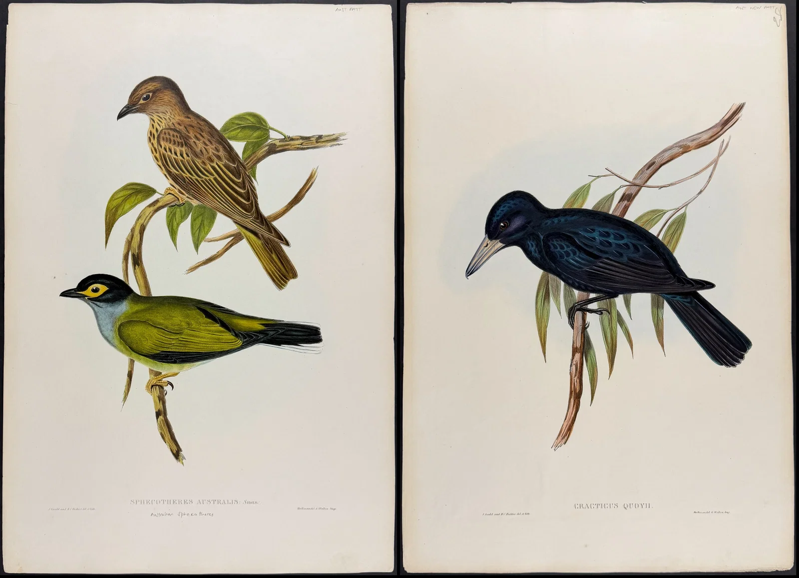 Gould, Australia - Pair of Bird Lithographs