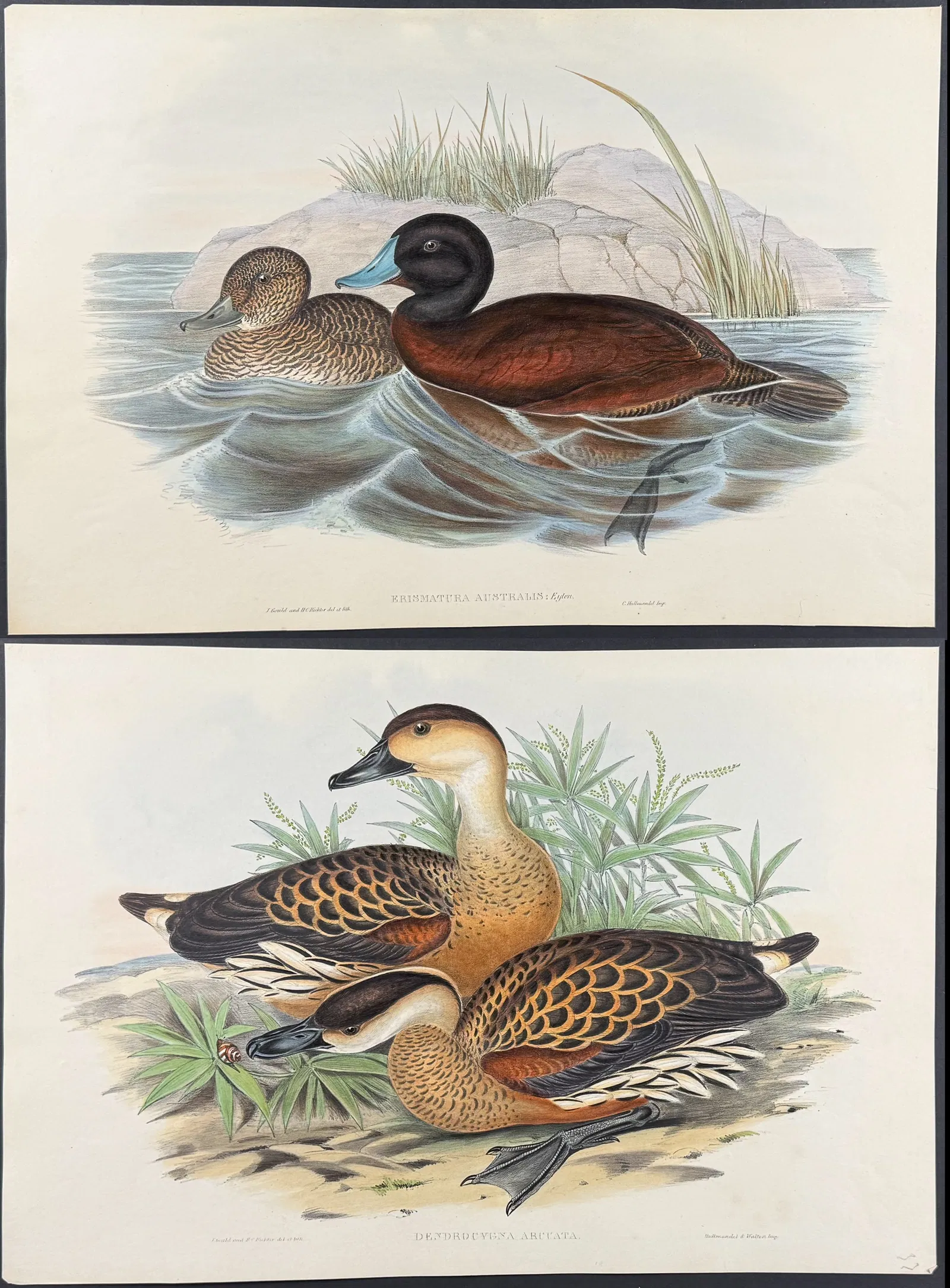 Gould, Australia - Pair of Duck Lithographs