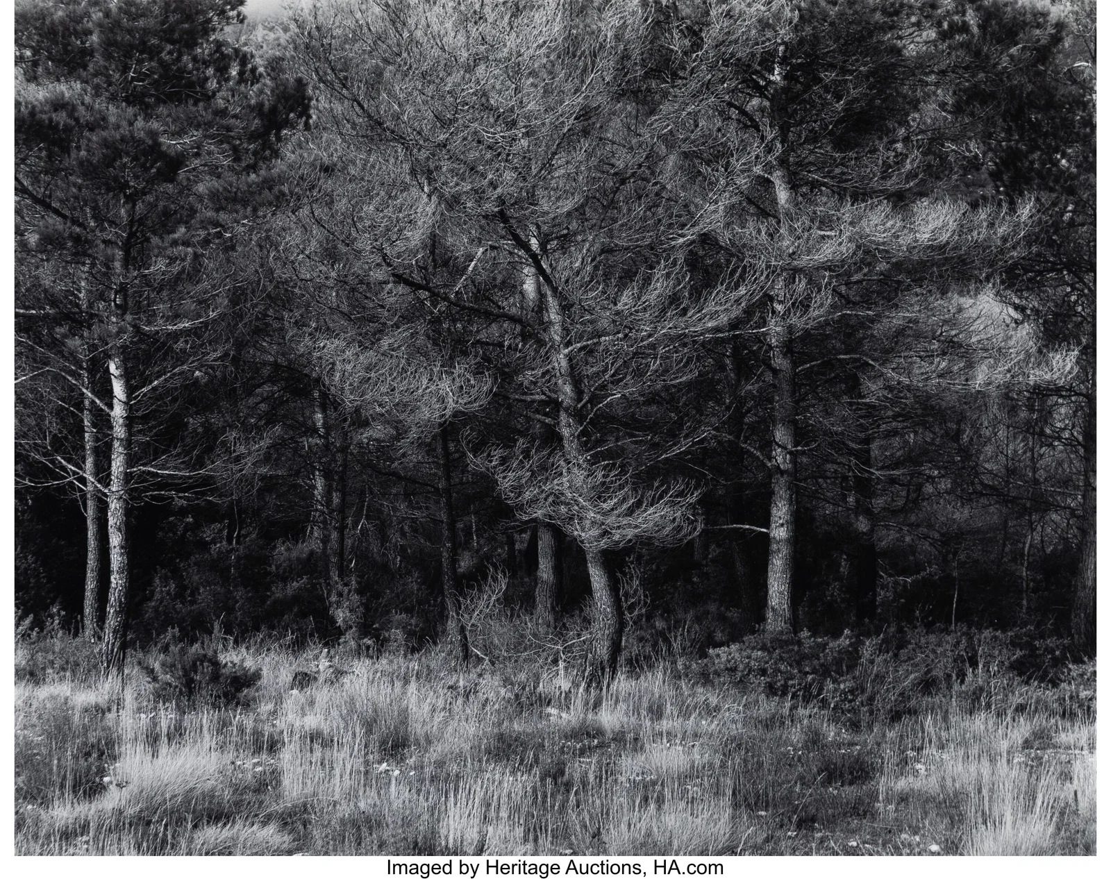 Harry Callahan (American, 1912-1999) Aix-en-Prov