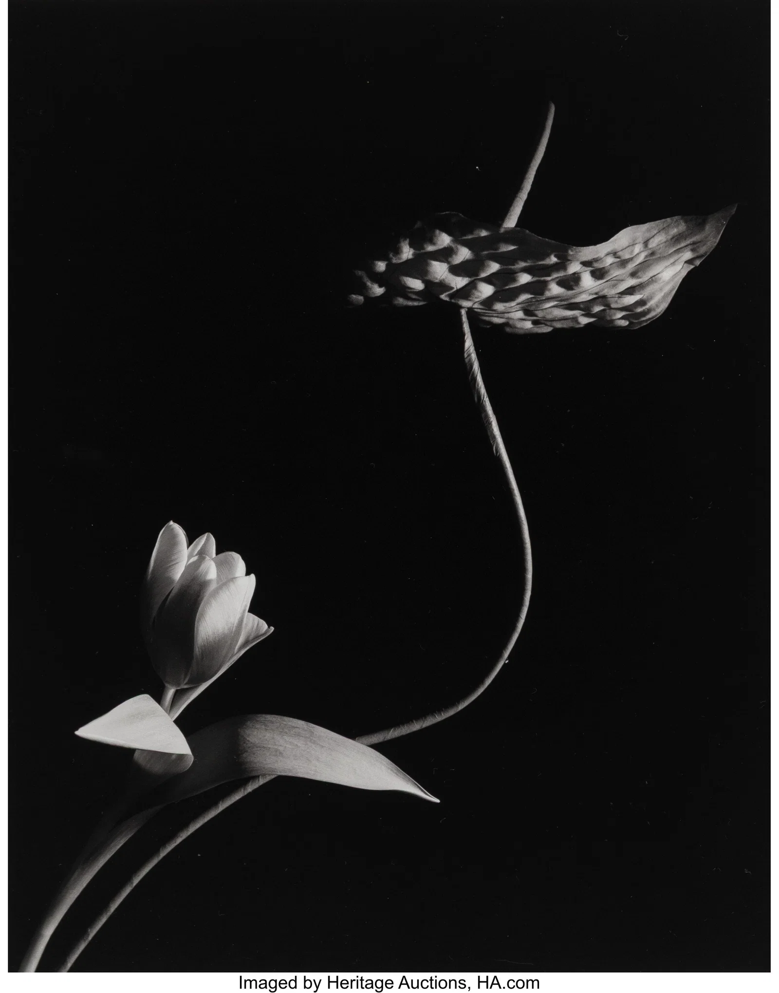 Horst P. Horst (American/German, 1906-1999) Tuli