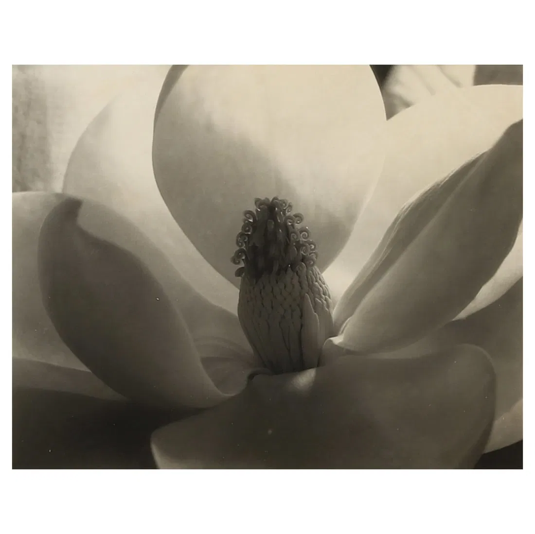 IMOGEN CUNNINGHAM (1883–1976)MAGNOLIA BLOSSOM