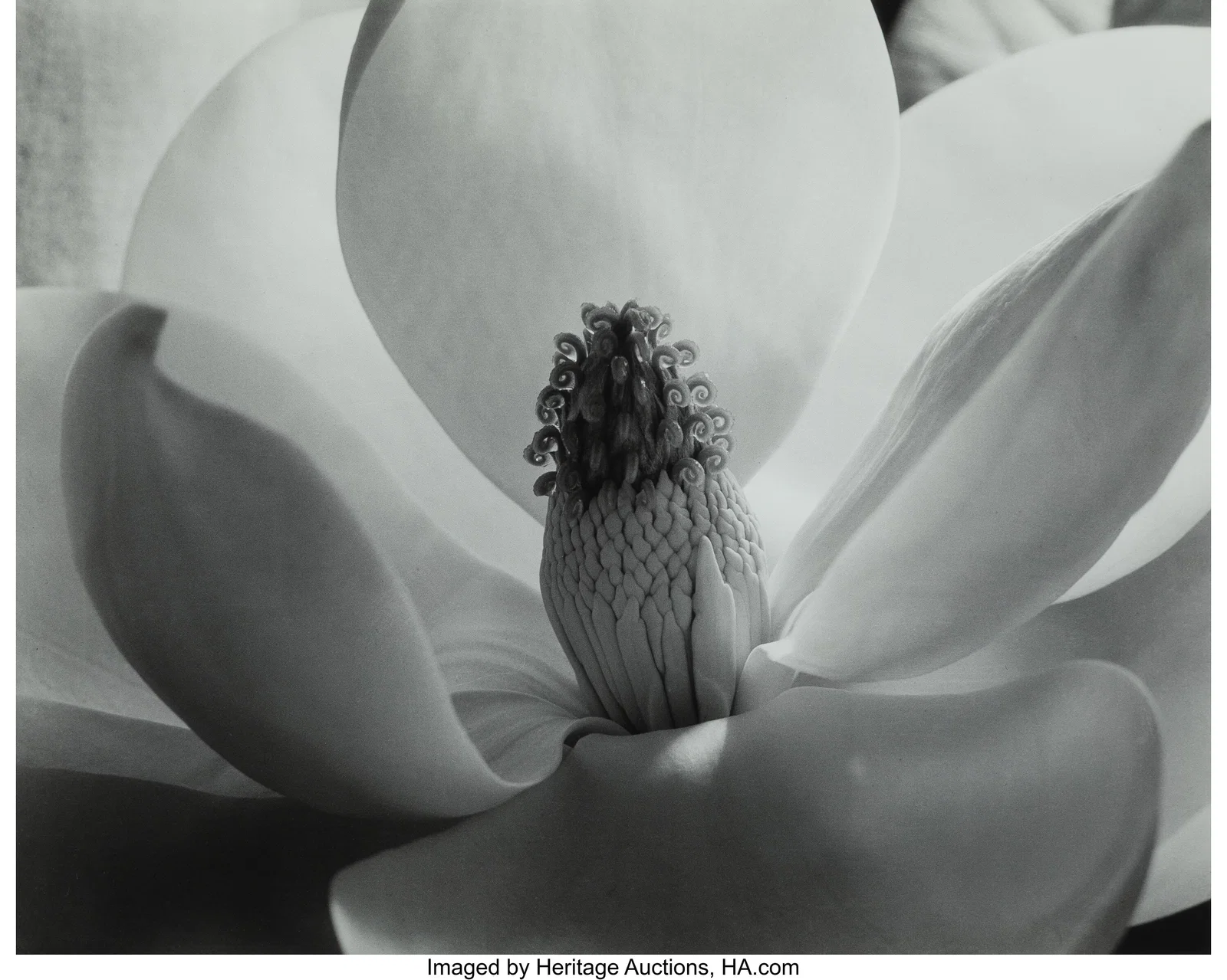 Imogen Cunningham (American, 1883-1976) Magnolia