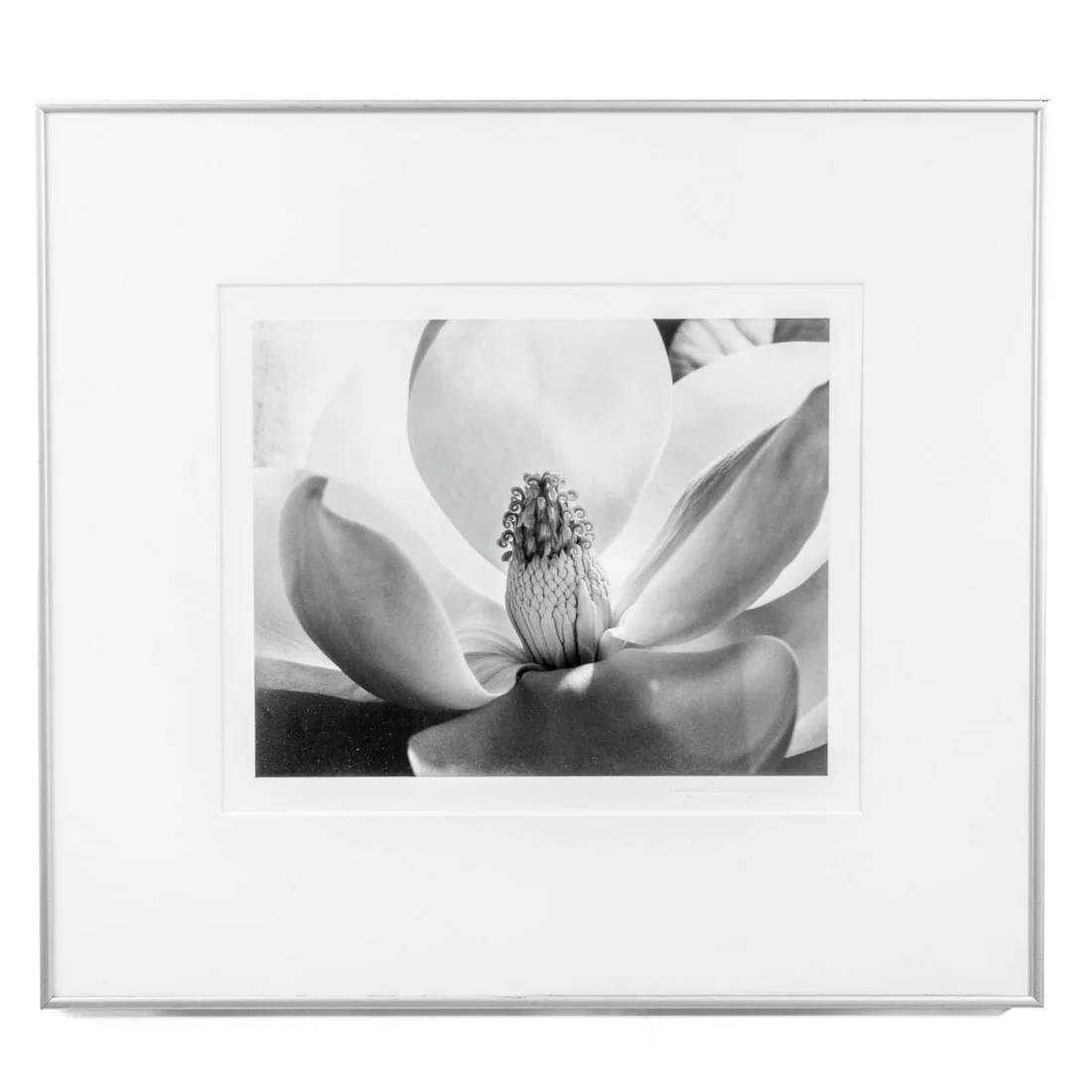 Imogen Cunningham "Magnolia Blossom" Photograph
