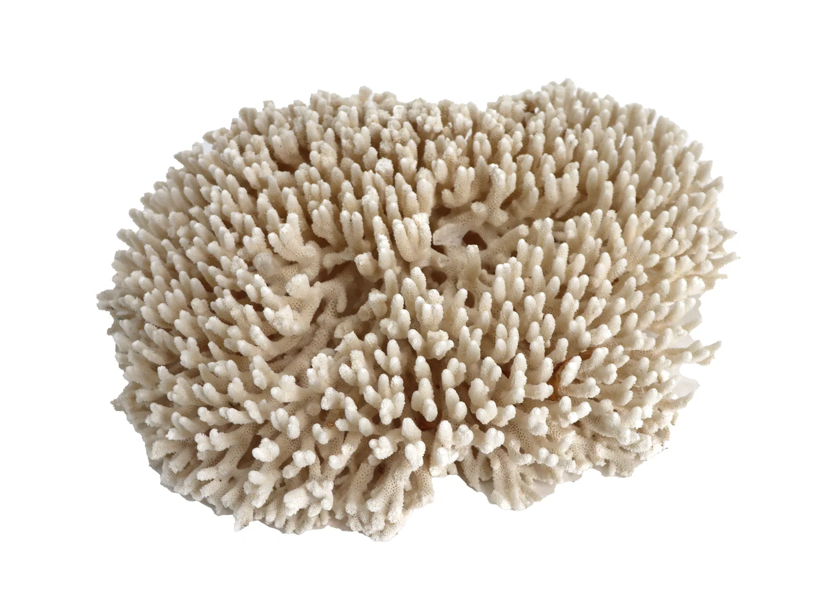 Incredible Acropora Table Coral Display Specimen