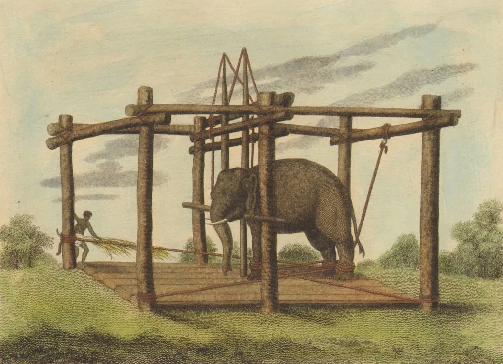INDIA. Hindu method taming Elephants. Ligatures. Mohout (Edward Orme) 1814