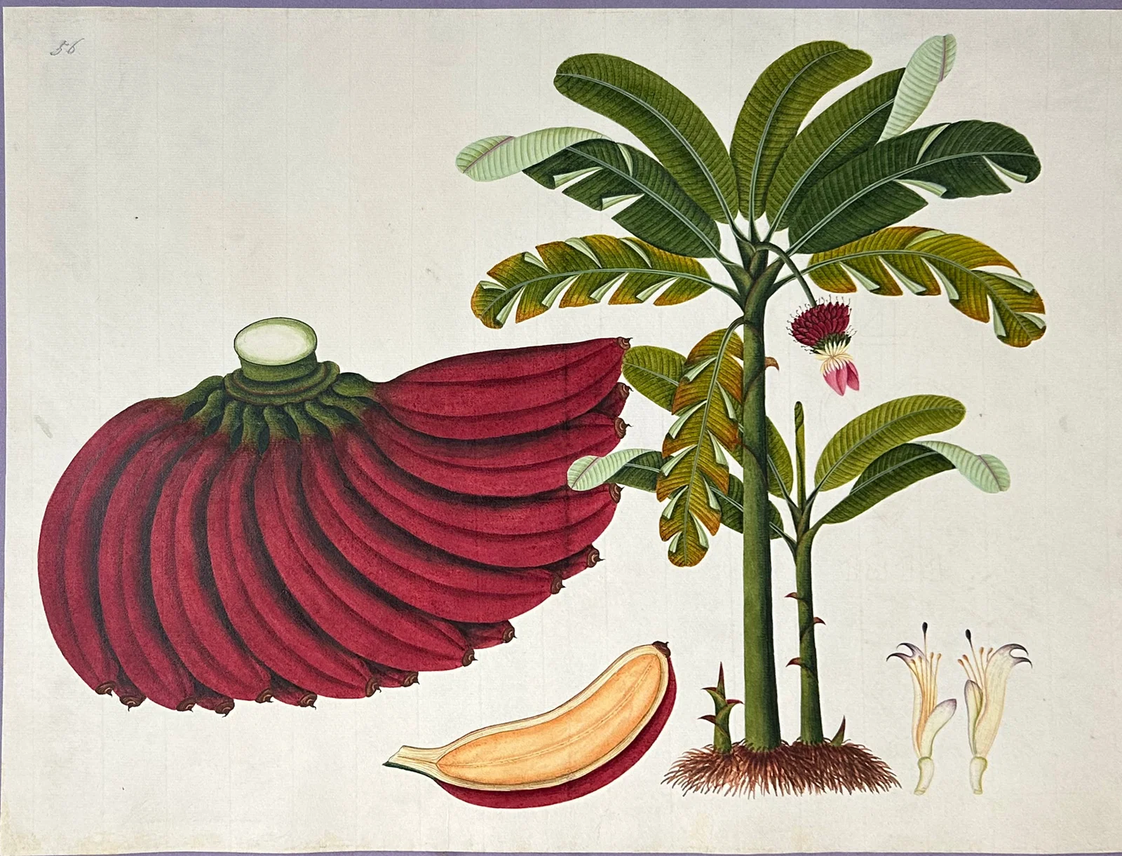 Indo-Chinese / Strait School Original Watercolor, Red Plantain or Red Banana - The Finest Indian