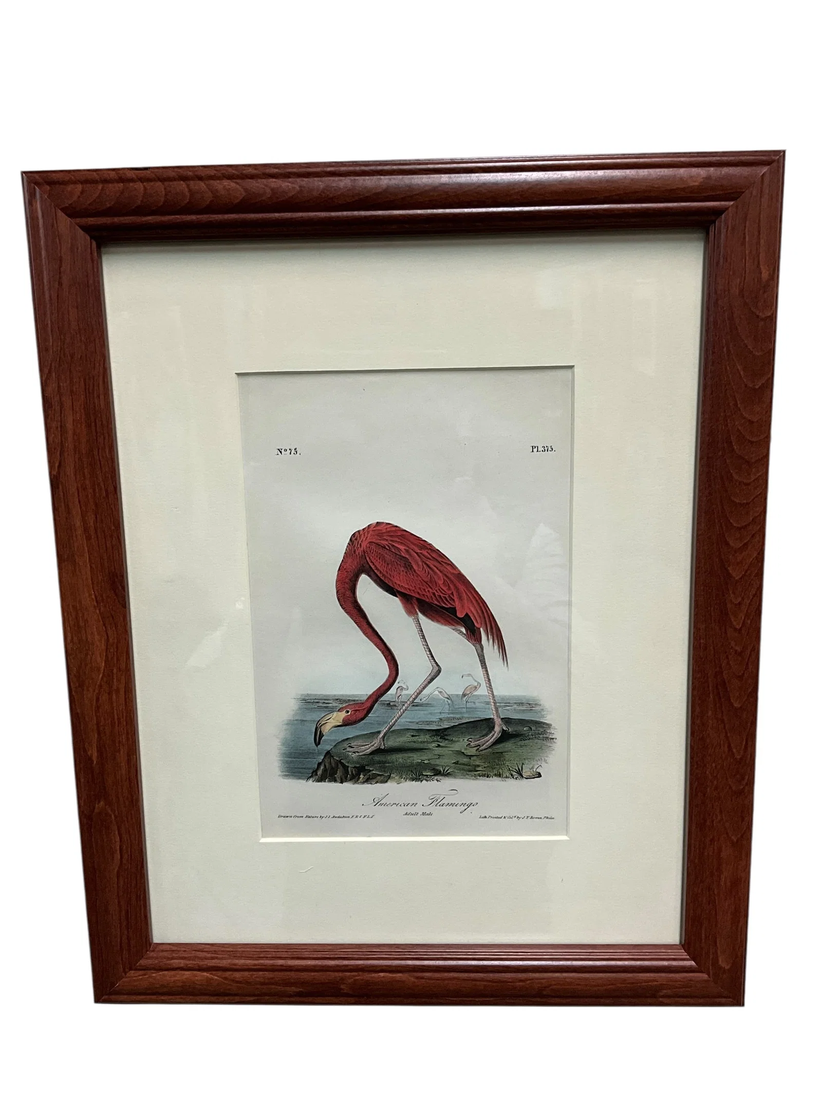 J. J. Audubon Royal Octavo Edition (1840-44) Plate #375 American Flamingo. Ronald Flynn Collection