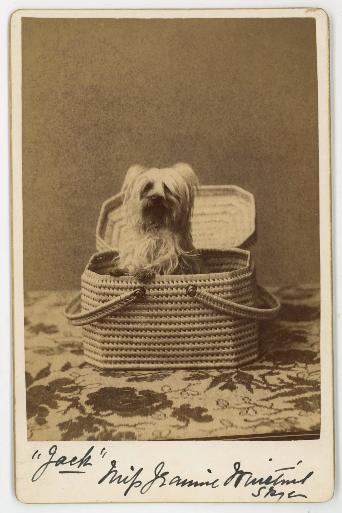 “Jack?? the Skye Terrier in Basket – Bell’s West End Studio NYC