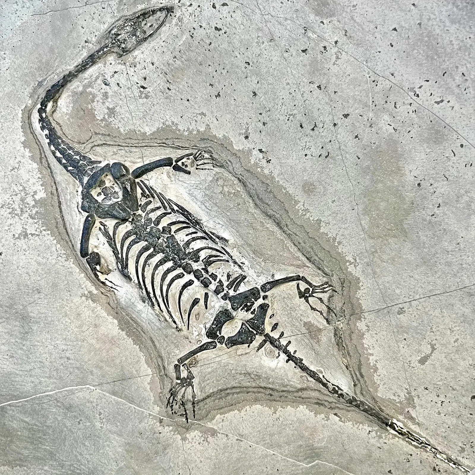 Keichousaurus Hui, A Dinosaur Fossil, Marine Reptile From The Triassic Period, Ca 199 Million Years