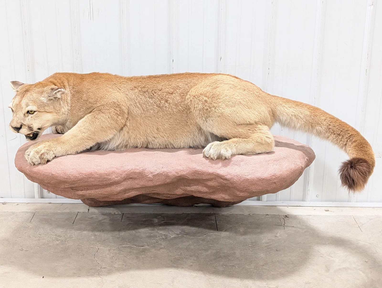 Large Defensive Mountain Lion Cougar Full Body Taxidermy Wall Mount on Faux Rock