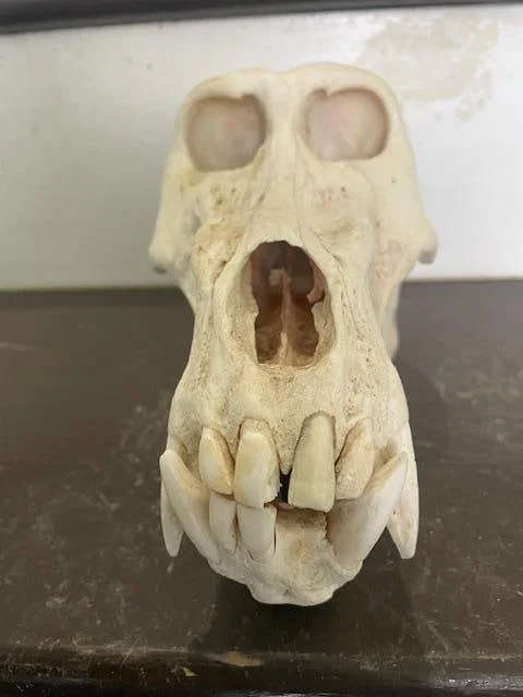 Large Male BABOON Skull