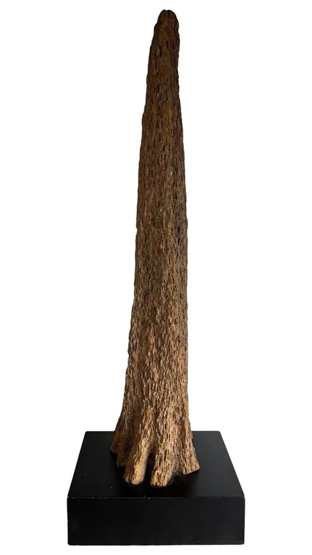 Large Marine Weathered Driftwood Sculpture Mussel