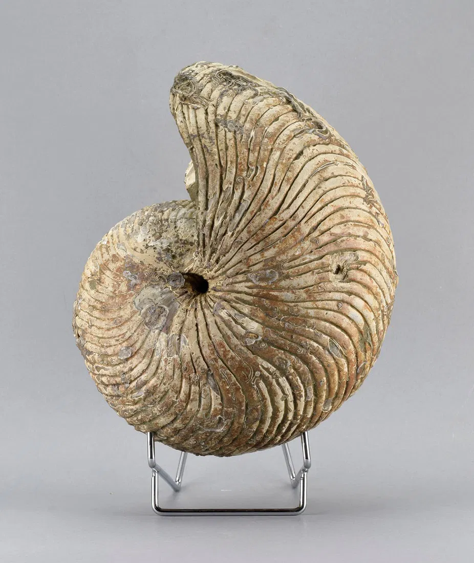 Large Nautilid - Cymatoceras sakalavus