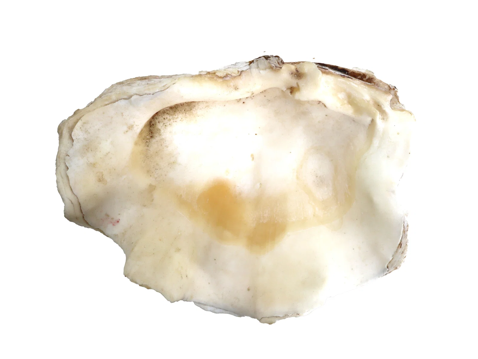 Large Tridacna Gigas Giant Clam Half-Shell