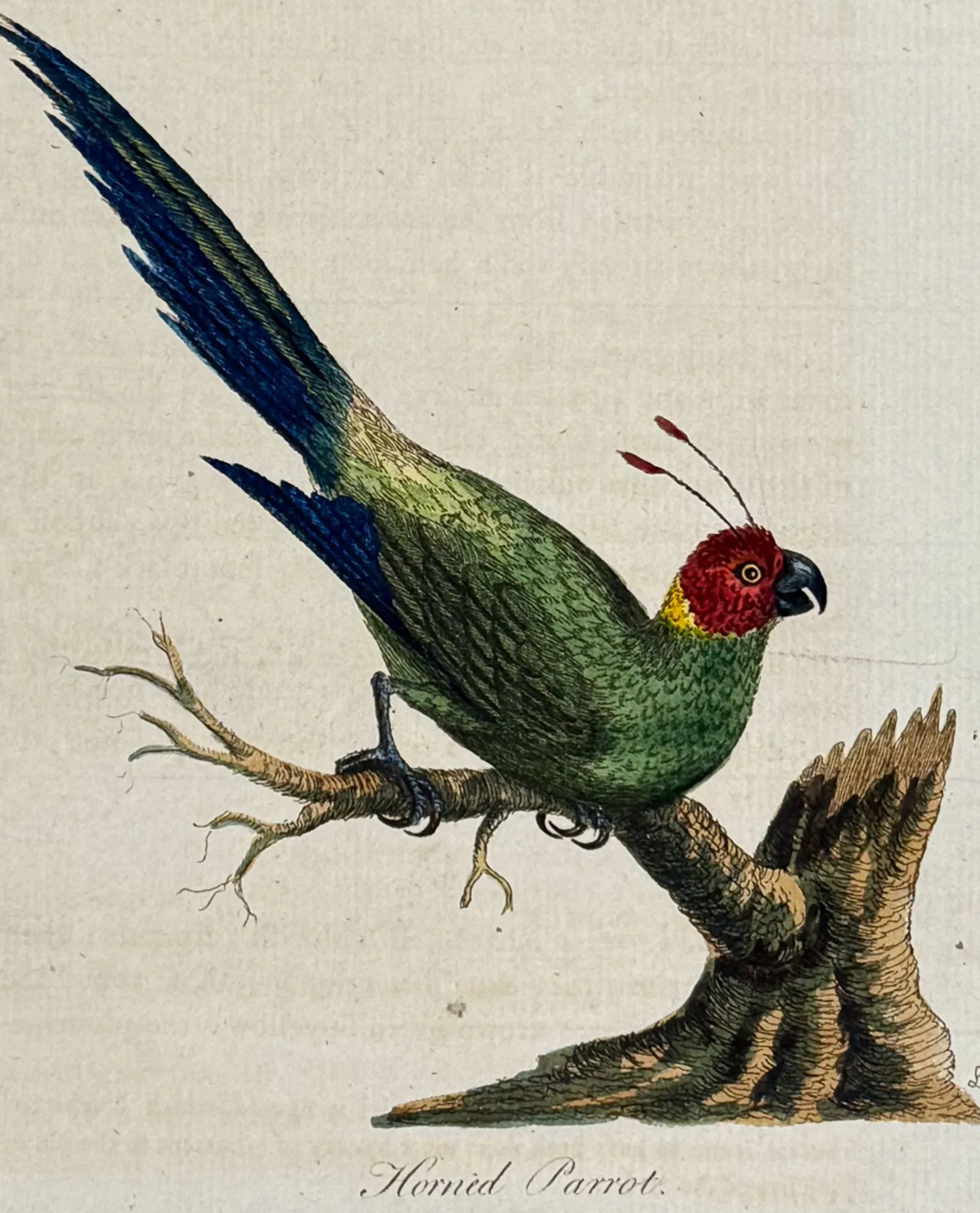 Latham - Horned Parrot. 8